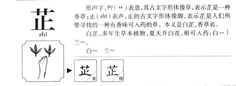 芷的含義|芷字取名的寓意